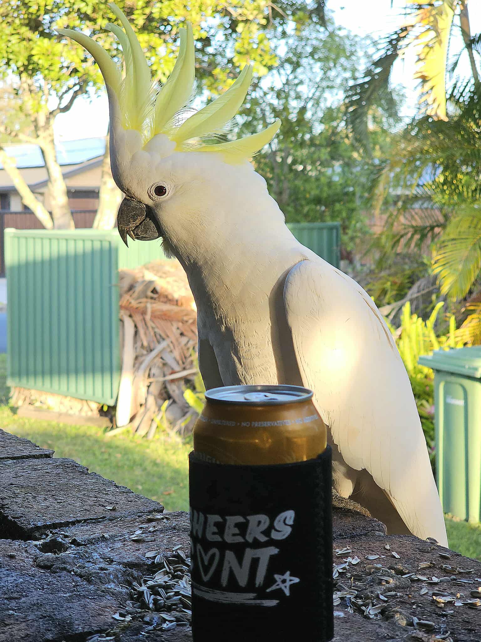 CHEERS C♡NT Stubby Cooler